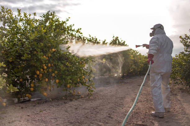 Flea Control Services in Coburg, OR
