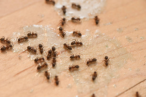 Best Bed Bug Extermination  in Coburg, OR