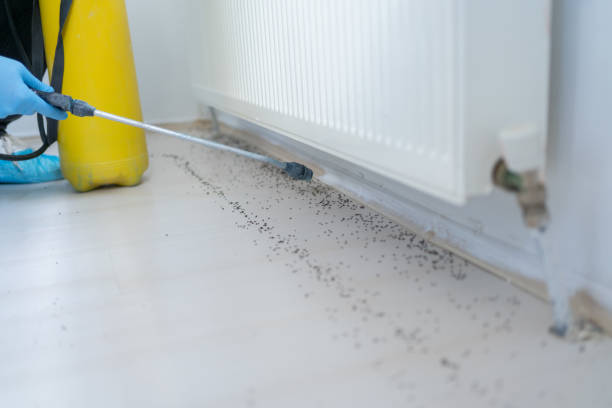 Best Affordable Pest Control Services  in Coburg, OR