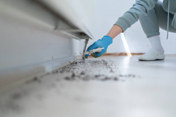 Best Rat Extermination Near Me  in Coburg, OR