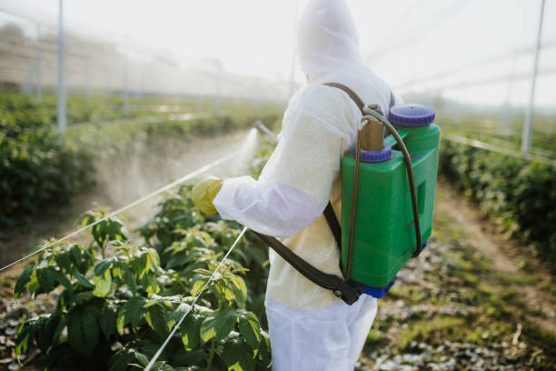 Wasp Removal Services in Coburg, OR